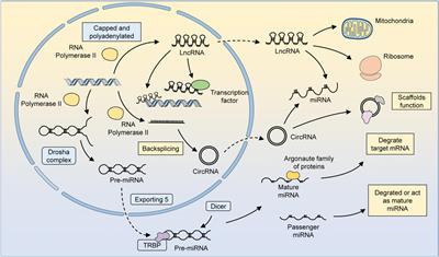 NcRNA: key and potential in hearing loss